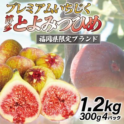 ふるさと納税 宮若市 [2026年8月下旬〜10月下旬発送予定]福岡県ブランドいちじく「博多とよみつひめ」4P(宮若市)
