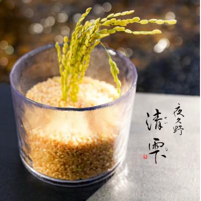 ふるさと納税 福知山市 清雫 玄米10kg+黒ムラサキ300g(丹波黒大豆の枝豆)[京都府福知山市]