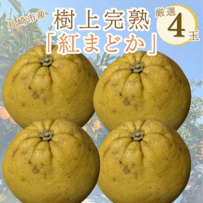 ふるさと納税 長崎市 ザボン発祥の地・長崎より。樹上完熟「紅まどか」4玉