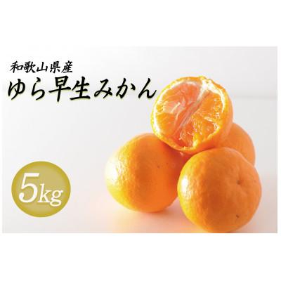 ふるさと納税 和歌山市 贈答用にも◎[赤秀]和歌山下津 ゆら早生 みかん 5kg(極早生みかん)|柔らか食感&amp;濃厚な甘みの極