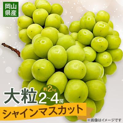 ふるさと納税 美咲町 [2026年9月末より発送]大粒シャインマスカット 約2kg(2〜4房)