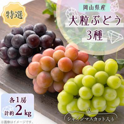 ふるさと納税 美咲町 [2026年9月末より発送]大粒ぶどう3種セット2kg シャインマスカット ピオーネ クイーンニーナ