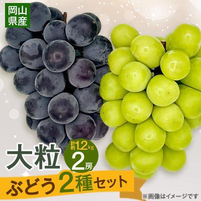 ふるさと納税 美咲町 [2026年9月末より発送]大粒ぶどう2種セット シャインマスカットほか 2房 約1.2kg