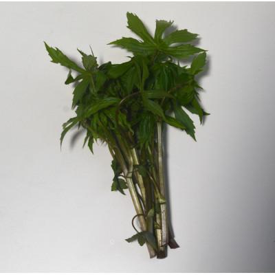 ふるさと納税 岩泉町 シドケ 不揃いモミジガサ 計400g 岩泉町産