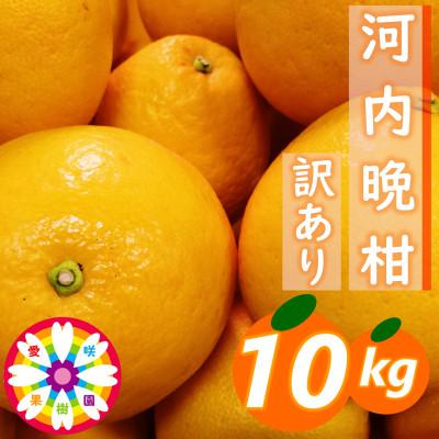 ふるさと納税 八幡浜市 愛咲果樹園「河内晩柑」訳あり約10kg[C71-42]