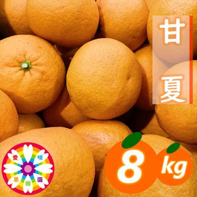 ふるさと納税 八幡浜市 愛咲果樹園「甘夏」約8kg[C71-41]
