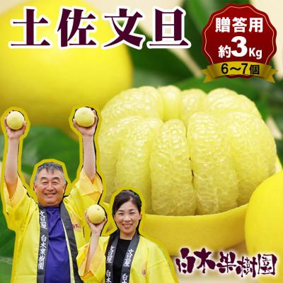 ふるさと納税 土佐市 [白木果樹園産]土佐文旦約3kg L〜2L 特選品贈答用(6~7個入り)
