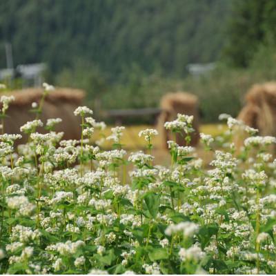 ふるさと納税 高山村 【信州高山村産】地粉の乾そば　おためしセット2袋計4人前 |  | 02