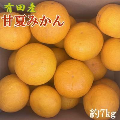 ふるさと納税 湯浅町 [先行予約][2027年3月下旬より発送]有田産甘夏みかん約7kg(サイズ混合 秀品)