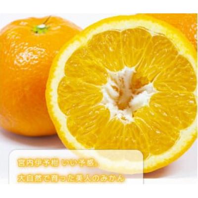 ふるさと納税 松山市 [訳あり]伊予柑 いよかん 約5kg[1月中旬から順次発送]