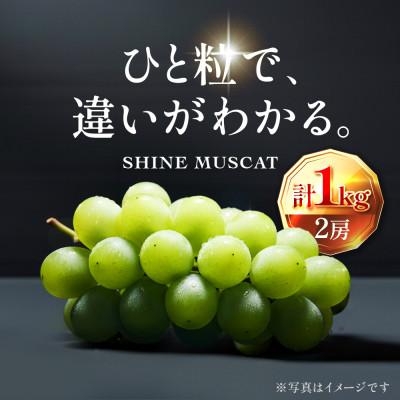 ふるさと納税 柏原市 [2026年 先行予約]数量限定 至高のシャインマスカット 1kg(2房) 9月上旬〜下旬発送分