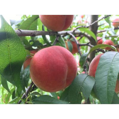 ふるさと納税 長野市 芳醇な香りと濃厚な甘み 長野市 川中島白桃 2kg(家庭用)