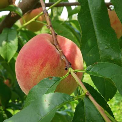 ふるさと納税 長野市 みずみずしさ広がる夏桃 長野産 川中島白鳳 2kg(家庭用・冷蔵便)