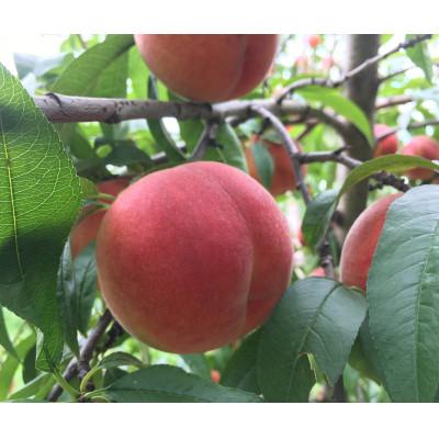 ふるさと納税 長野市 [数量限定]長野の夏を味わう2種桃おまかせ家庭用セット2kg(冷蔵便)