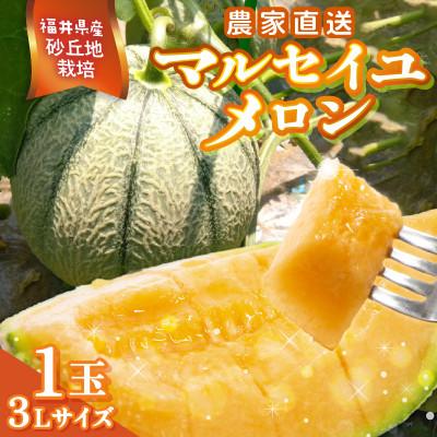 ふるさと納税 坂井市 [2026年6月中旬以降順次発送予定]農家直送マルセイユメロン 3Lサイズ 1玉 [A-21803]