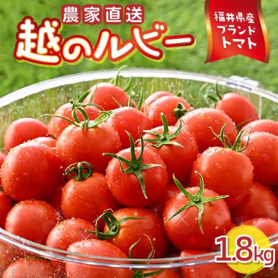 ふるさと納税 坂井市 [R8年6月中旬以降順次発送予定]越のルビー 農家直送 フルーツトマト 1.8kg[A-21802]