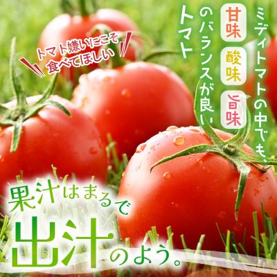 ふるさと納税 坂井市 【R8年6月中旬以降順次発送予定】越のルビー 農家直送 フルーツトマト 1.8kg[A-21802] |  | 01