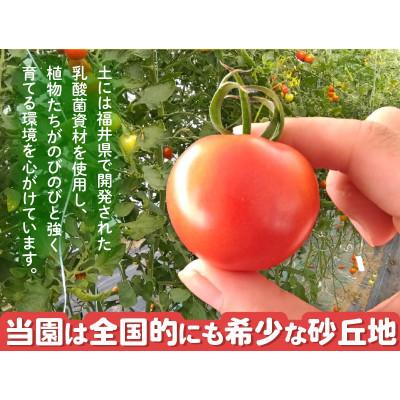 ふるさと納税 坂井市 【R8年6月中旬以降順次発送予定】越のルビー 農家直送 フルーツトマト 1.8kg[A-21802] |  | 02