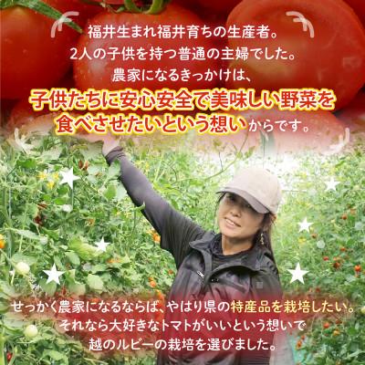 ふるさと納税 坂井市 【R8年6月中旬以降順次発送予定】越のルビー 農家直送 フルーツトマト 1.8kg[A-21802] |  | 03