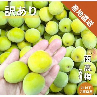 ふるさと納税 紀の川市 [訳あり]南高梅 (青梅) 2L以下 約1kg
