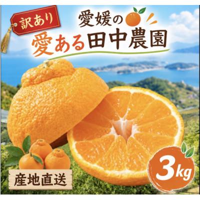 ふるさと納税 松山市 【訳あり】不知火 しらぬい 約3kg【2月下旬から順次発送】 | 