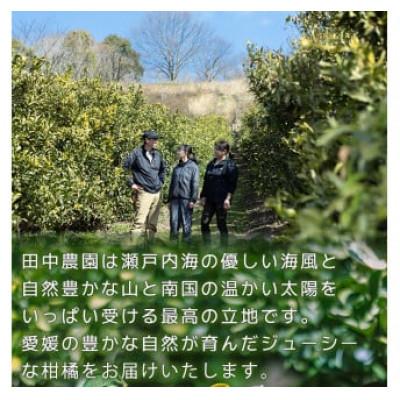 ふるさと納税 松山市 【訳あり】不知火 しらぬい 約3kg【2月下旬から順次発送】 |  | 01