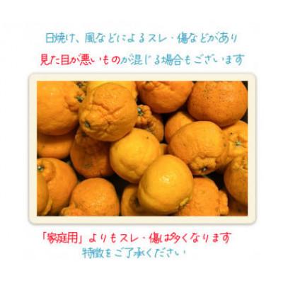 ふるさと納税 松山市 【訳あり】不知火 しらぬい 約3kg【2月下旬から順次発送】 |  | 02