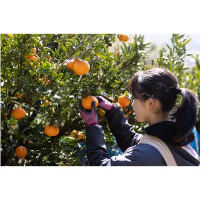 ふるさと納税 松山市 【訳あり】不知火 しらぬい 約3kg【2月下旬から順次発送】 |  | 03