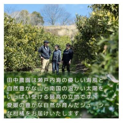 ふるさと納税 松山市 【家庭用】不知火 しらぬい 約3kg【2月下旬から順次発送】 |  | 01