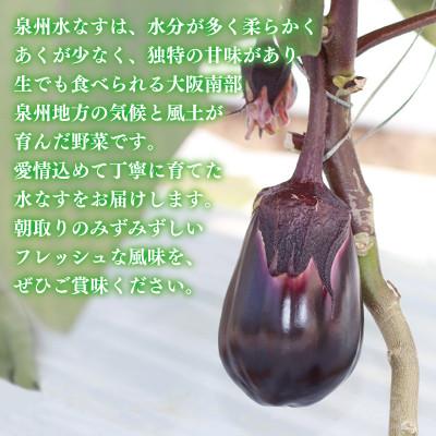 ふるさと納税 泉佐野市 泉州 泉佐野市産 ハウス水なす 6個 とれたて新鮮野菜 005A759 |  | 01