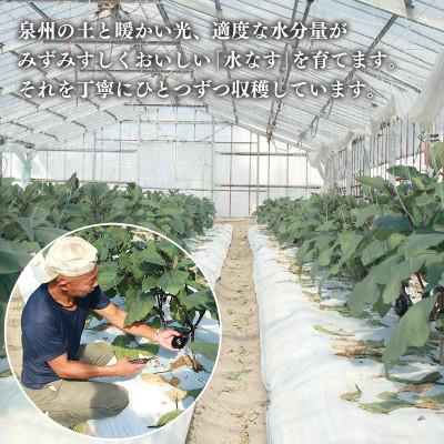 ふるさと納税 泉佐野市 泉州 泉佐野市産 ハウス水なす 20個 とれたて 新鮮野菜 099H4104 |  | 02