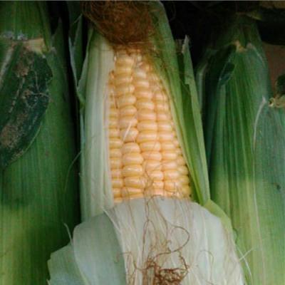 ふるさと納税 菊池市 とうもろこし 品種おまかせ 約4kg 8本〜16本(菊池市)