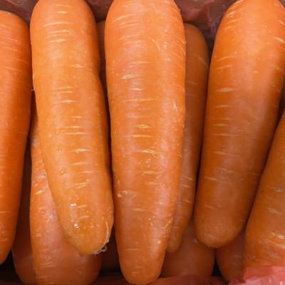 ふるさと納税 菊池市 人参 約10kg(2L〜M) [GGYパッケージ](菊池市)