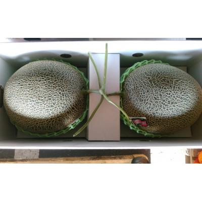 ふるさと納税 菊池市 肥後グリーンメロン 2玉入り 3Lサイズ以上(菊池市)