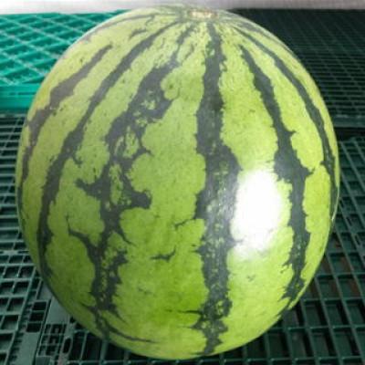 ふるさと納税 菊池市 大玉西瓜 1玉入り 7kg以上 [GGYパッケージ](菊池市)