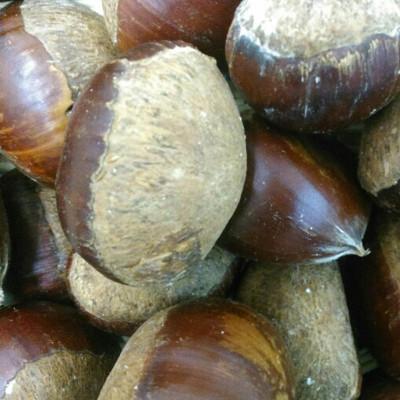 ふるさと納税 菊池市 栗 約2kg サイズ2L〜M [GGYパッケージ](菊池市)