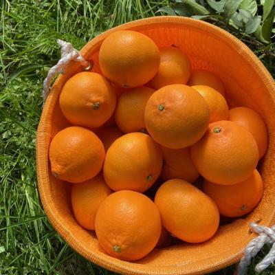 ふるさと納税 伊予市 愛媛みかん[高級柑橘][数量限定]家庭用せとか3kg