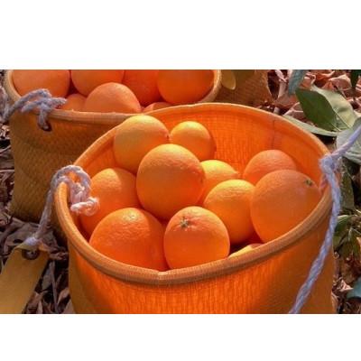 ふるさと納税 伊予市 愛媛みかん[高級柑橘][数量限定]あいか家庭用3kg