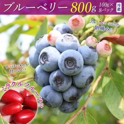 ふるさと納税 富津市 ミラクルフルーツ付き♪朝摘みブルーベリー800gセット E-3d