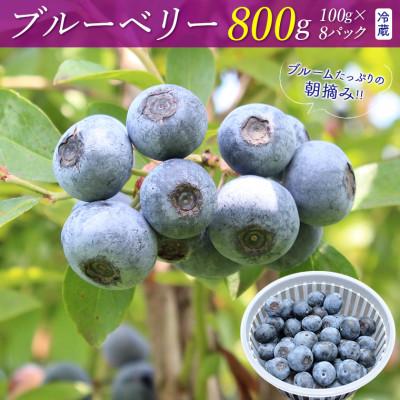 ふるさと納税 富津市 朝摘みブルーベリー800g(冷蔵)[7月発送分] E-23c7