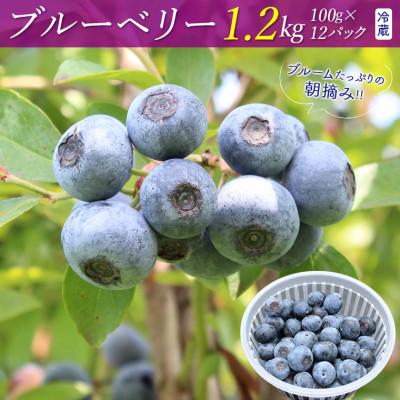 ふるさと納税 富津市 朝摘みブルーベリー1.2kg(冷蔵)[7月発送分] E-6e7