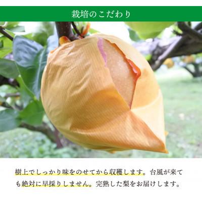 ふるさと納税 飯島町 【桃沢晴香園】にっこり梨 約3kg(4玉)_2