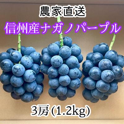 ふるさと納税 長野市 [2026年9月より順次発送]信州産ナガノパープル 3房(合計1.2kg以上) [家庭用・中房]