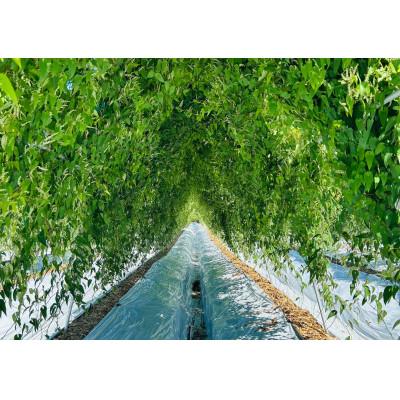 ふるさと納税 御前崎市 ★ひげ根処理済み★カット自然薯 600g (300g×2p) |  | 01