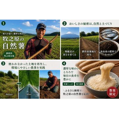 ふるさと納税 御前崎市 ★ひげ根処理済み★カット自然薯 900g (300g×3p) |  | 03