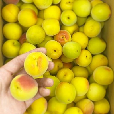 ふるさと納税 紀の川市 [秀品]南高梅 (完熟) 2L以下 約1kg