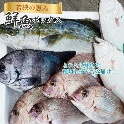 ふるさと納税 若狭町 [若狭湾産]若狭の恵み 鮮魚ボックス(種類はお任せ)