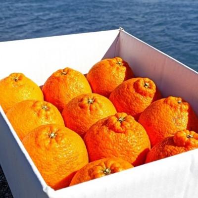 ふるさと納税 大崎上島町 【2027年2月より発送】中原観光農園　大崎上島産オーガニックしらぬひ 約5kg (有機JAS認証) |  | 02