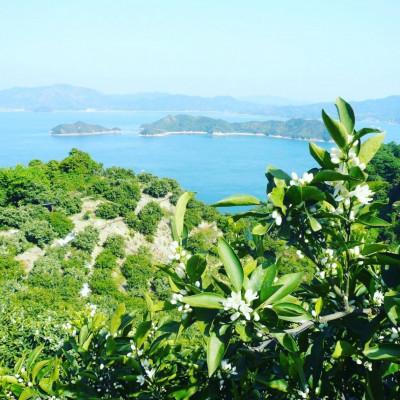 ふるさと納税 大崎上島町 【2027年2月より発送】中原観光農園　大崎上島産オーガニックしらぬひ 約5kg (有機JAS認証) |  | 03