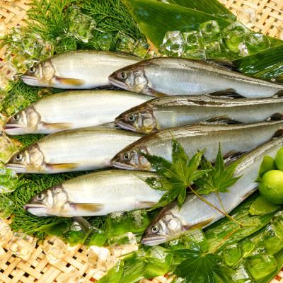 ふるさと納税 日吉津村 日野川育ちの「夏香鮎」瞬間冷凍1kg(約12〜14尾)